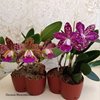 Durigan Aphrodite и Durigan Iris